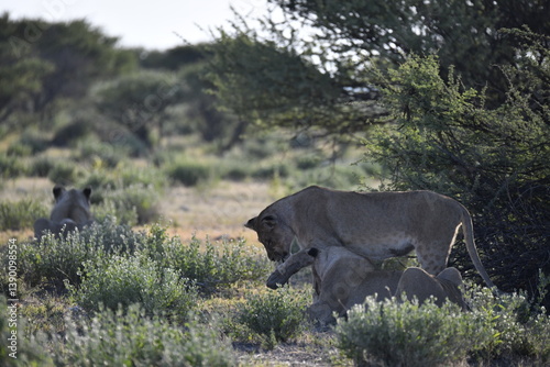 wild lions in savanna , Africa
