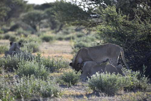wild lions in savanna , Africa
