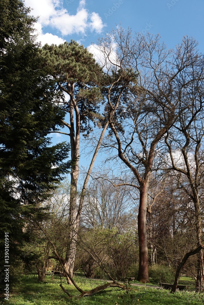 Fototapeta premium various trees at spring in park