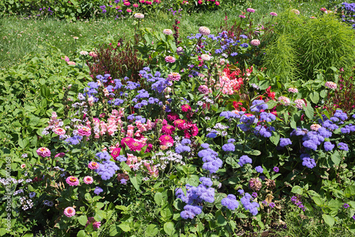 flowerbed with purple ageratum and pink zinnias