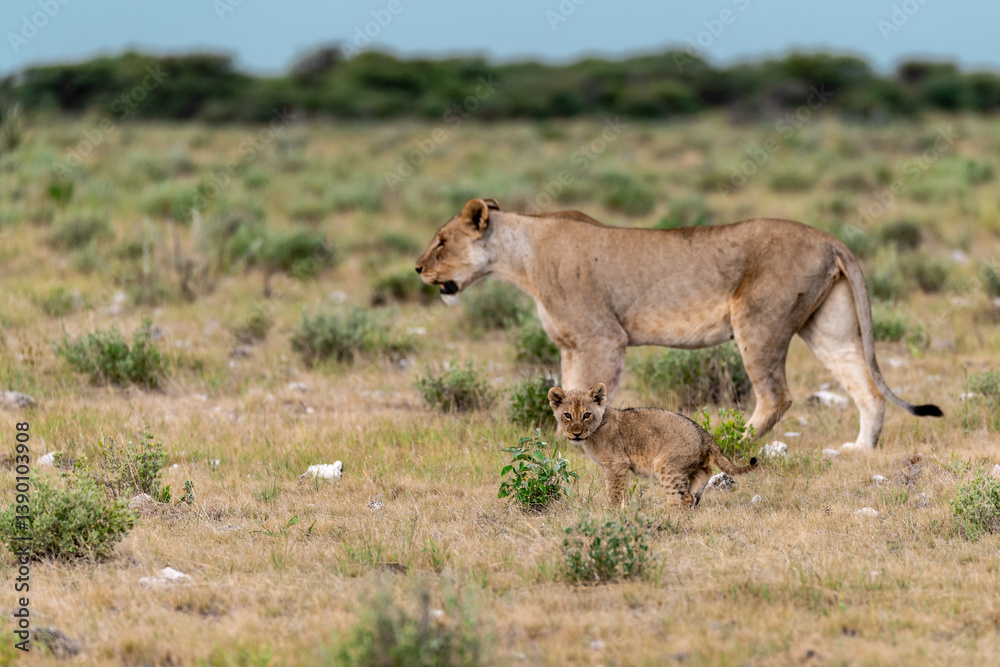 wild lion in savanna , Africa wild lion in savanna , Africa