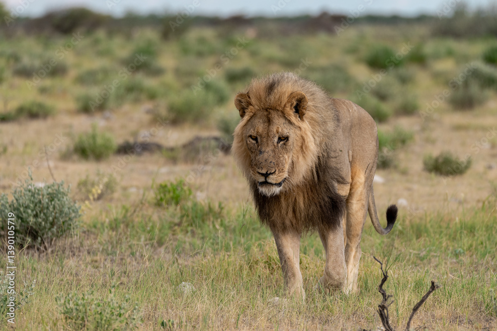 Fototapeta premium wild lion in savanna , Africa