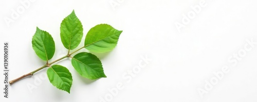A single isolated branch on a white background with a subtle texture, green, branchy