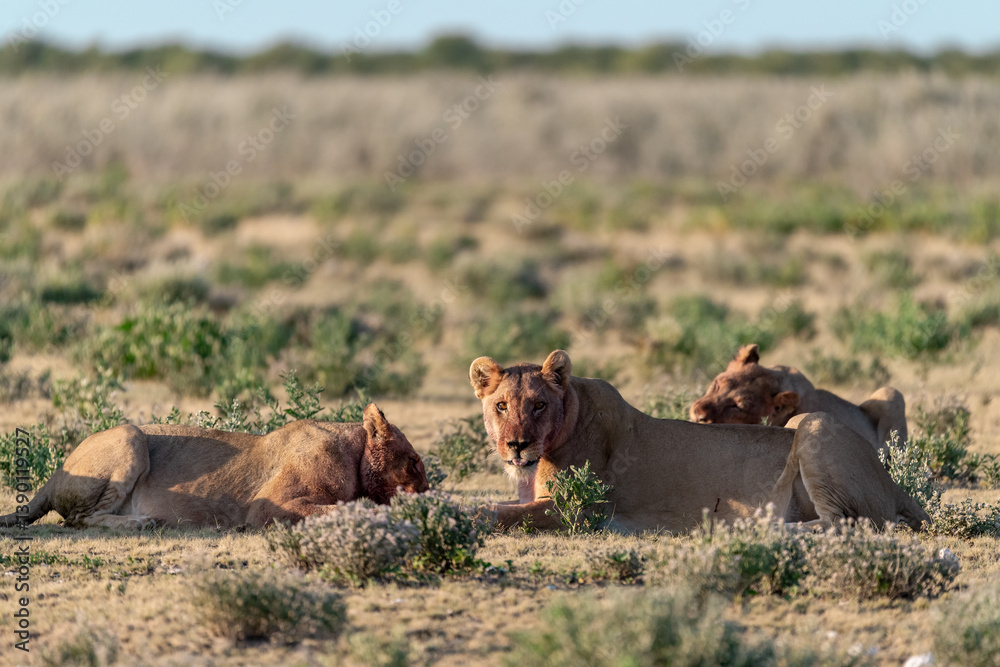 Fototapeta premium wild lions in savanna , Botswana , Africa