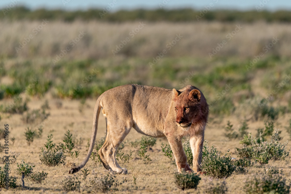 Fototapeta premium wild lions in savanna , Botswana , Africa