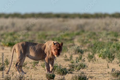 wild lions in savanna , Botswana , Africa
