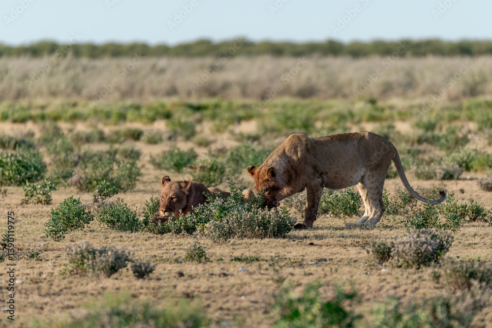 Fototapeta premium wild lions in savanna , Botswana , Africa