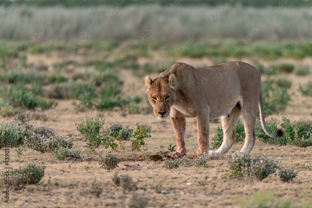 Fototapeta premium wild lions in savanna , Botswana , Africa