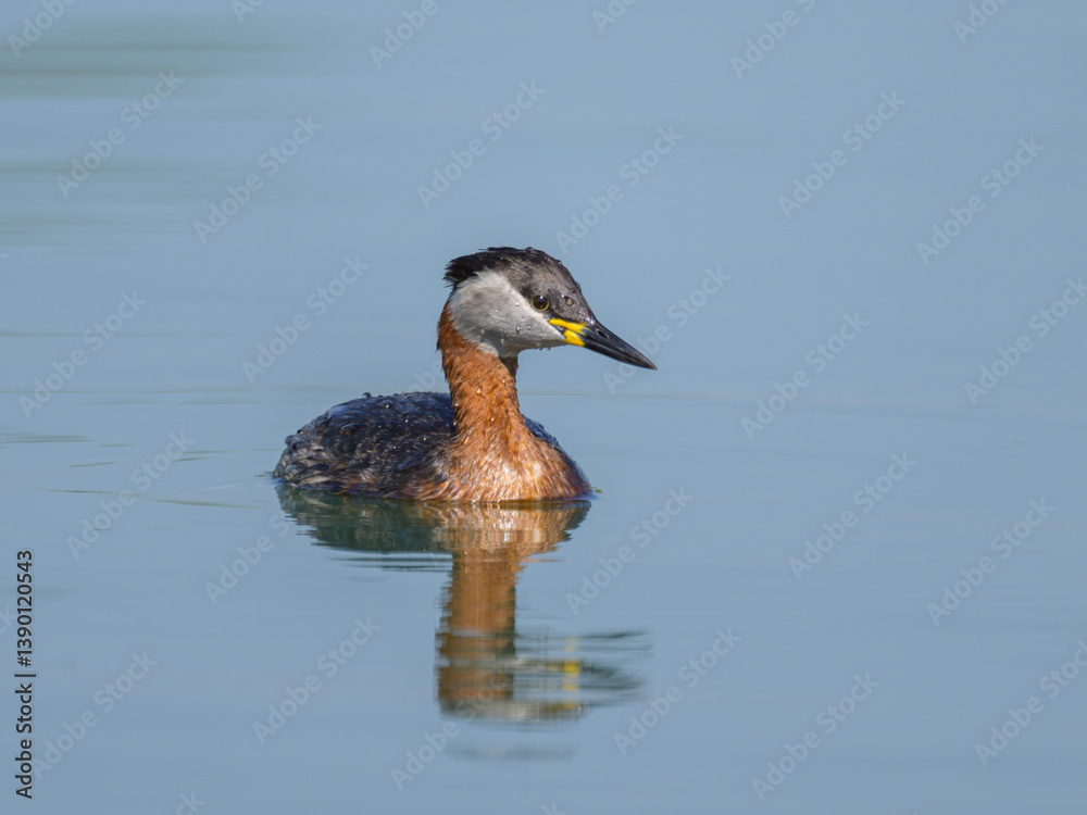 A Red Necked Grebe swimming on a lake A Red Necked Grebe swimming on a lake