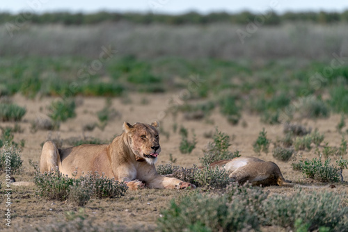 wild lions in savanna , Botswana , Africa