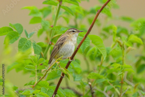 A Sedge Warbler sitting on a plant photo