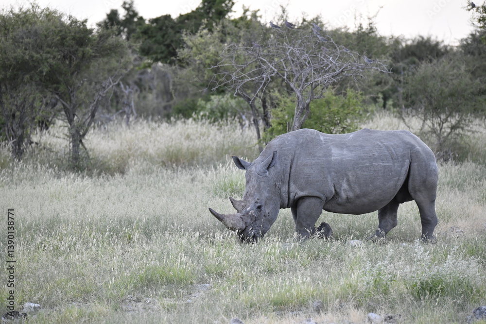 Naklejka premium wild rhino in savanna , Africa 