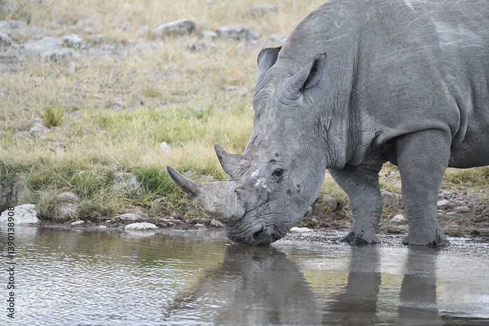 Fototapeta premium wild rhino in savanna , Africa