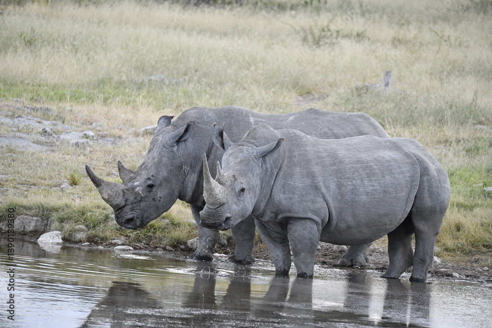 wild rhino in savanna ,Botswana , Africa wild rhino in savanna ,Botswana , Africa