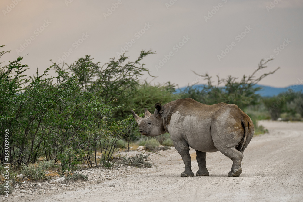 Fototapeta premium wild rhino in savanna ,Botswana , Africa