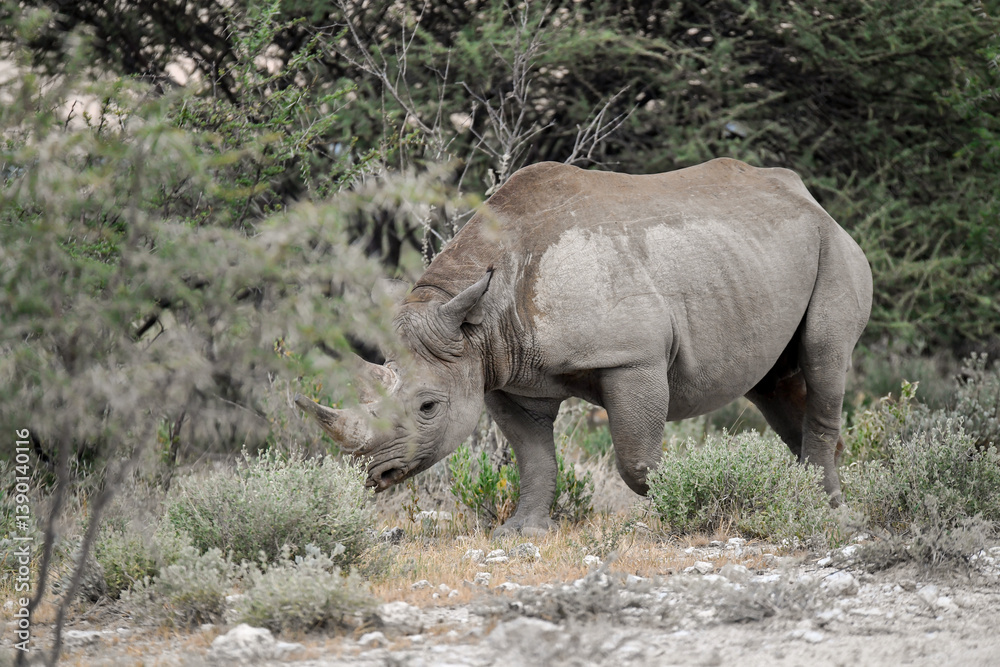 wild rhino in savanna ,Botswana , Africa wild rhino in savanna ,Botswana , Africa
