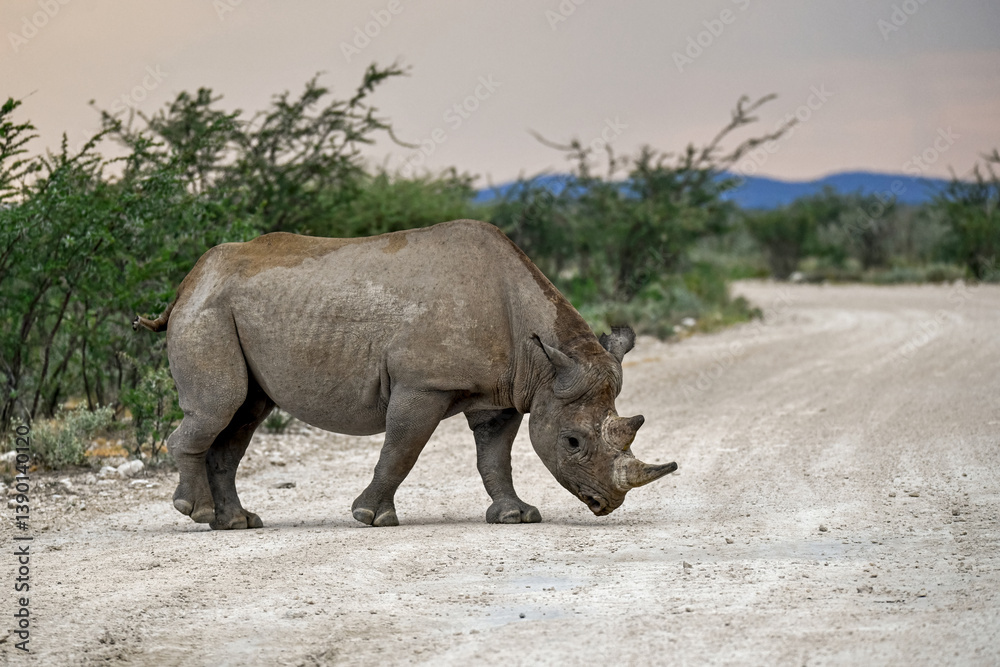 Fototapeta premium wild rhino in savanna ,Botswana , Africa