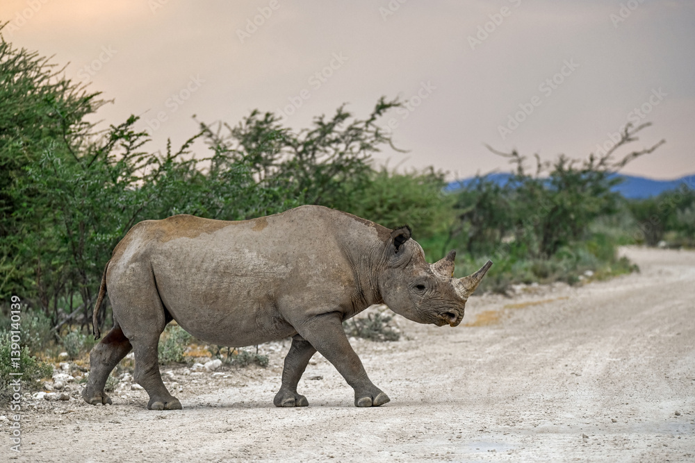 Fototapeta premium wild rhino in savanna ,Botswana , Africa