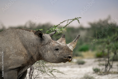 wild rhino in savanna ,Botswana , Africa