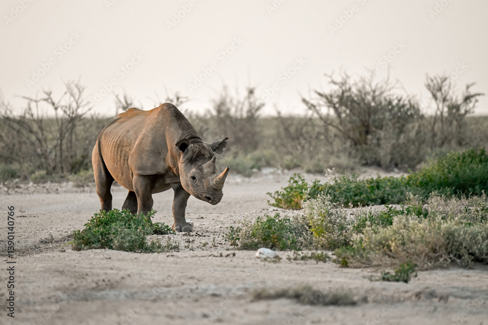 Fototapeta premium wild rhino in savanna ,Botswana , Africa