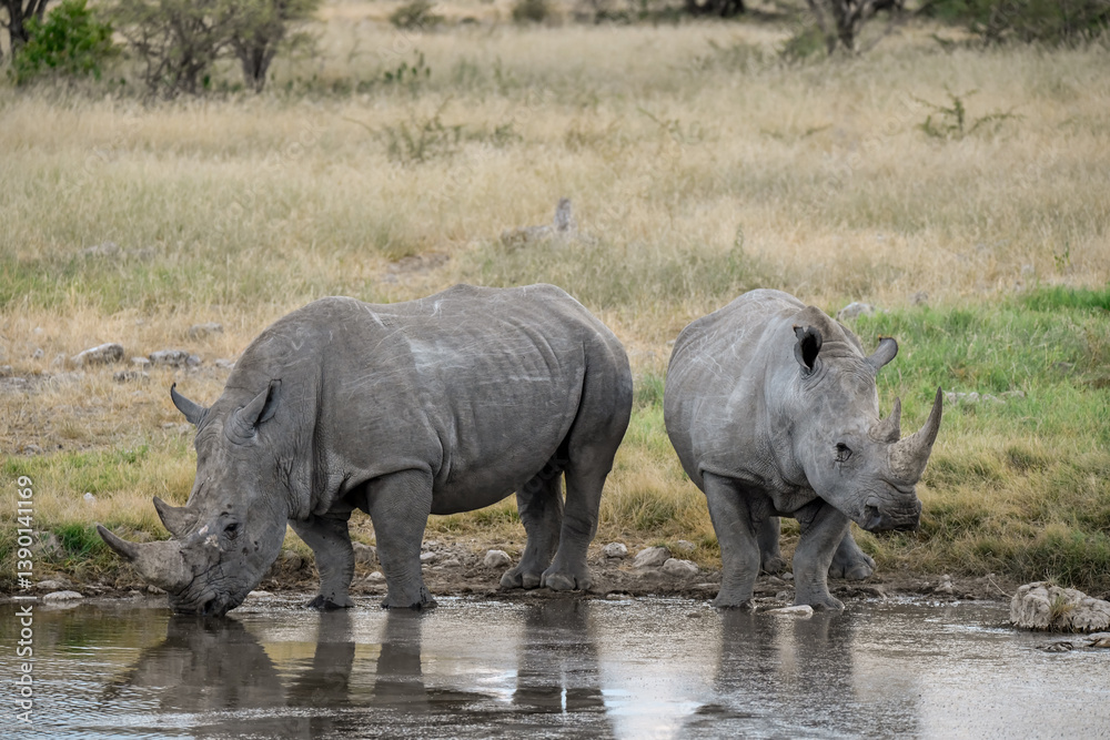 Fototapeta premium wild rhino in savanna ,Botswana , Africa