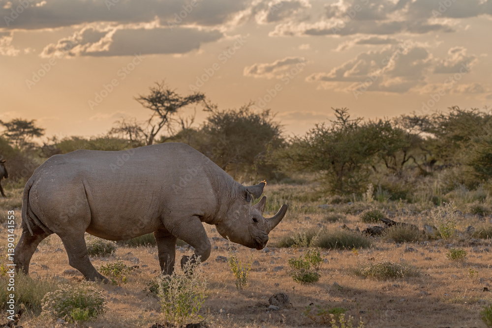 Fototapeta premium wild rhino in savanna ,Botswana , Africa