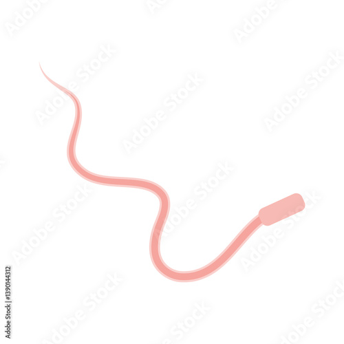 Human Sperm tail Anatomy