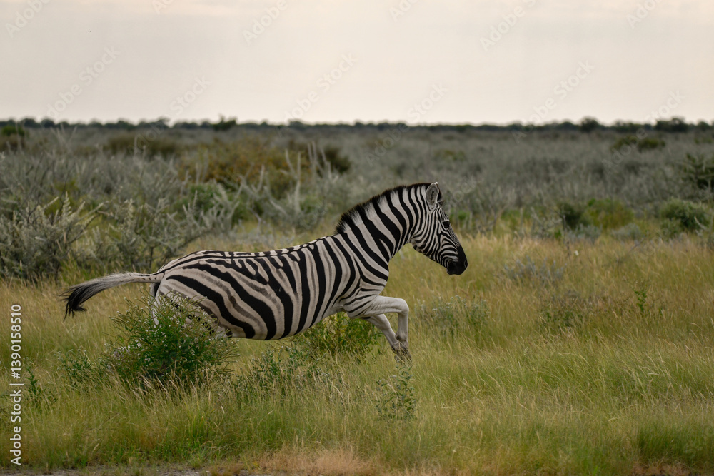 Obraz premium zebra in the wild savanna, animal of africa