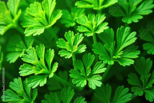 Intricate parsley sprigs forming a repeating design , spice, ingredient, rural