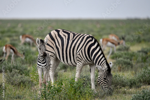 zebra in the wild savanna, animal of africa