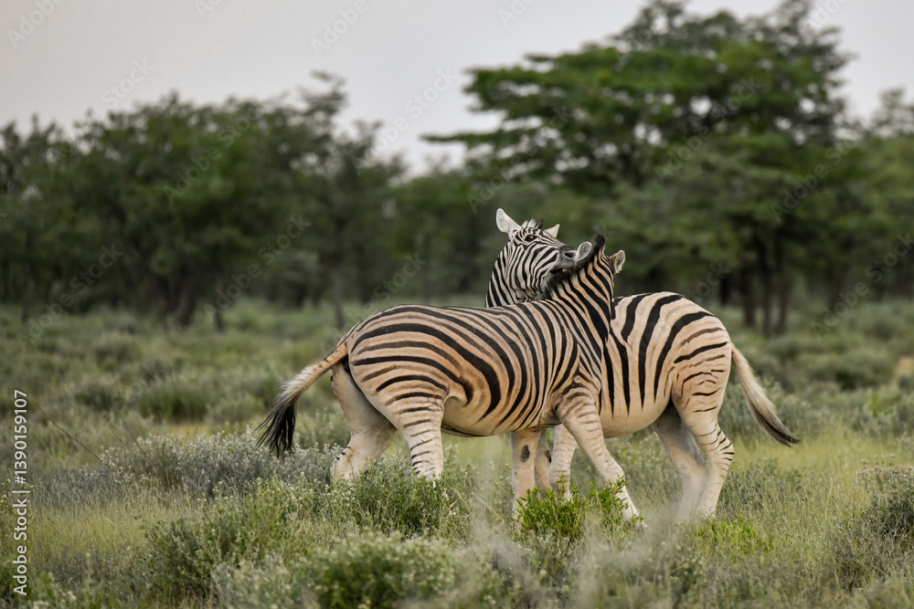 Obraz premium zebra in the wild savanna, animal of africa
