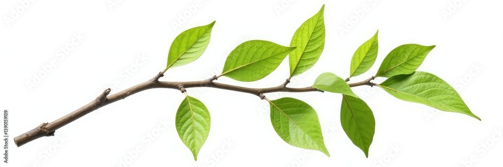 Naklejka premium Isolated branch on white background with intricate details, texture, simplicity