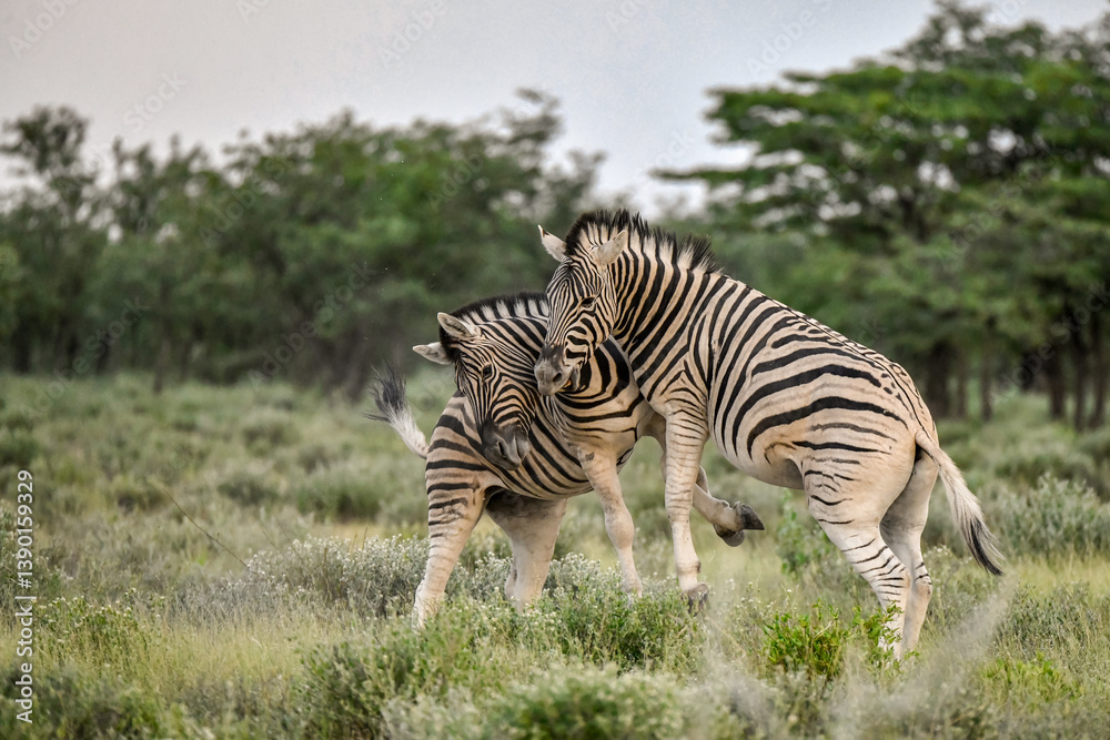 Fototapeta premium zebra in the wild savanna, animal of africa