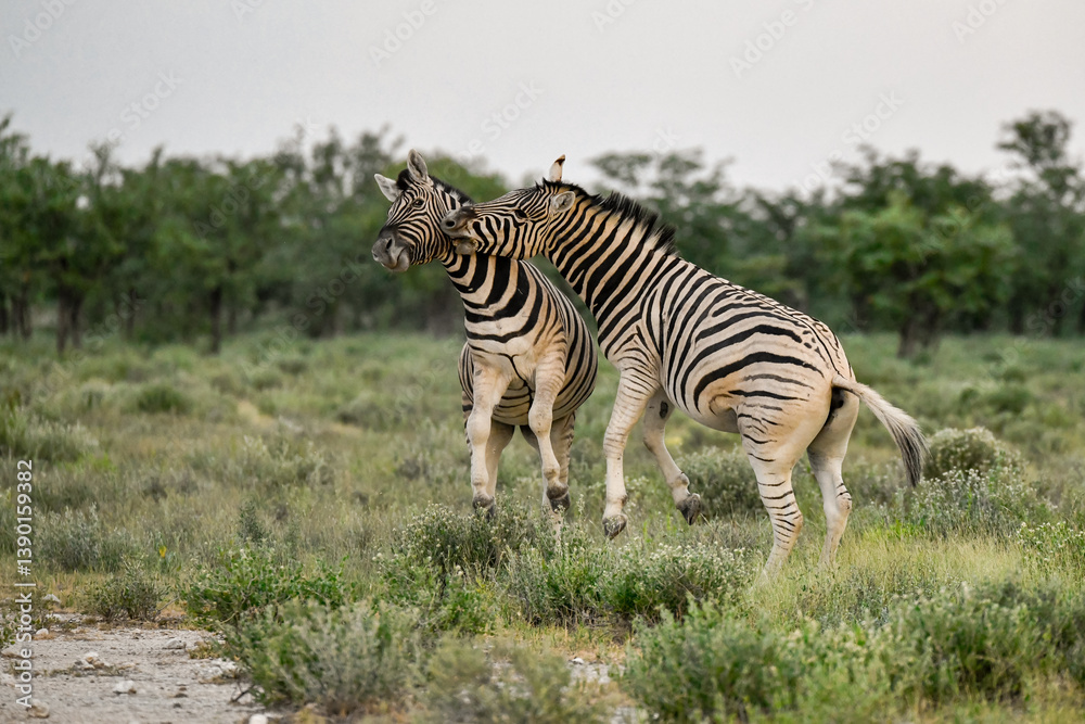 Fototapeta premium zebra in the wild savanna, animal of africa