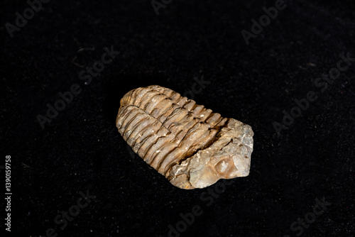 Trilobite Fossil against a black background photo