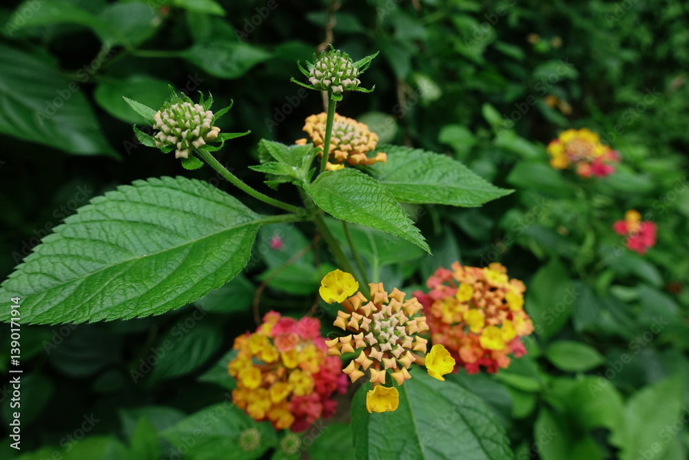 Lantana. Lantana.