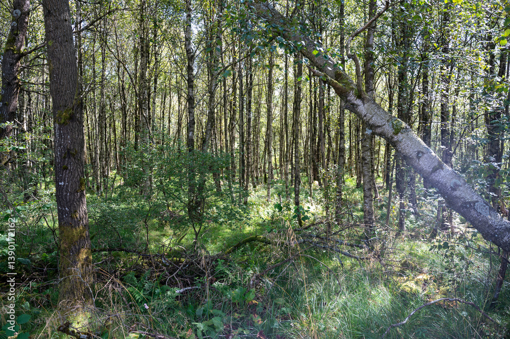 Naklejka premium In the forest with green grass