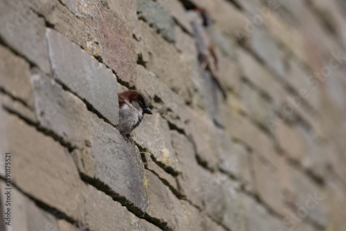 House Sparrow (Passer domesticus) peeking out from a brick wall. Lindisfarne, UK
