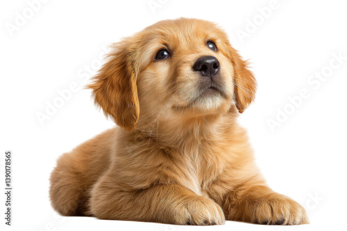 Golden Retriever puppy lying down, looking up, studio shot on transparent background