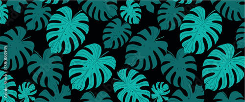 vibrant teal monstera deliciosa leaf on black background