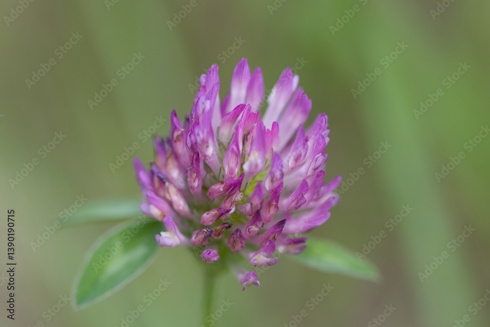 close-up flower of Trifolium medium, close-up medium clover, pink flowers of Trifolium medium, pink petals, green background close-up flower of Trifolium medium, close-up medium clover, pink flowers of Trifolium medium, pink petals, green background