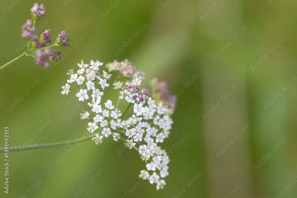 giant hogweed, white flowers of giant hogweed, white flowers, big flower head of heracleum, green background giant hogweed, white flowers of giant hogweed, white flowers, big flower head of heracleum, green background