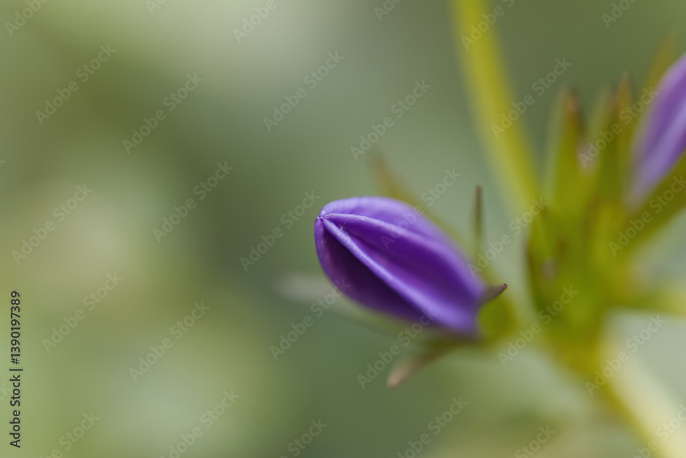 soft purple bud of campanula on the right side, close up bud of campanula, green small leaves around flower, green background, growing campanula, single bud from close up soft purple bud of campanula on the right side, close up bud of campanula, green small leaves around flower, green background, growing campanula, single bud from close up