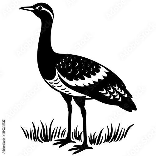 ostrich isolated on white background