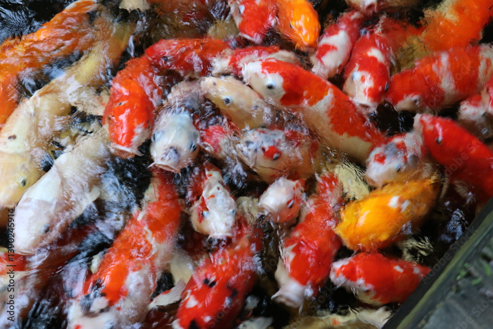 The koi in the large pond have beautiful colors. The koi in the large pond have beautiful colors.