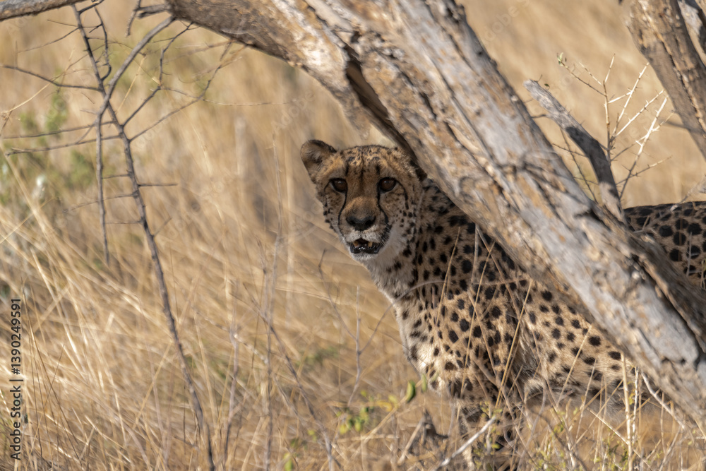 Cheetah in wild savanna , Botswana , Africa Cheetah in wild savanna , Botswana , Africa