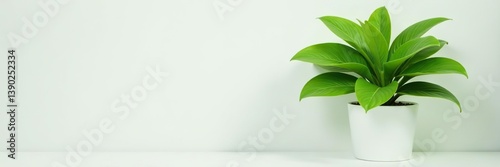 Lush green potted plant in a minimalistic setting, symbolizing natural beauty and simplicity,  natural,  green plant