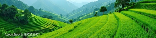 Lush green terraced rice fields cascading down mountainside in Mu Cang Chai, Vietnam,  mountainside,  rice field