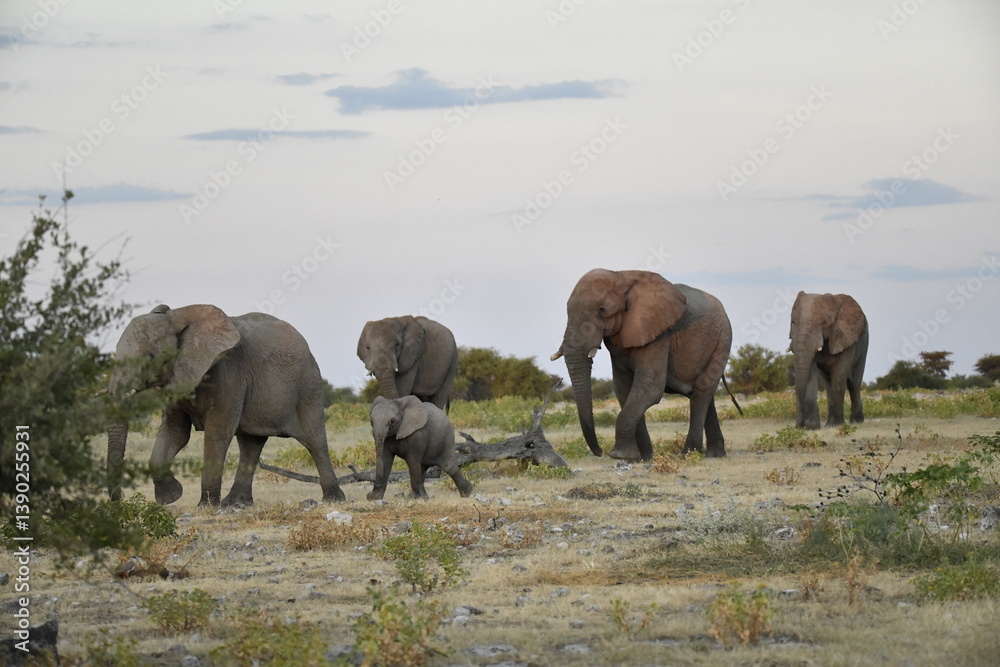 Fototapeta premium Majestic Bull Elephant in the Savannah Light – Animal of Africa