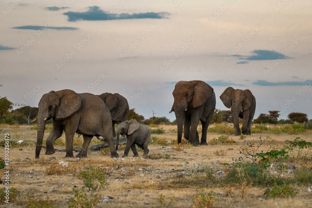 Fototapeta premium Majestic Bull Elephant in the Savannah Light – Animal of Africa